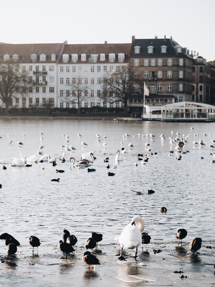 My 5 Favourite Things About Copenhagen - Strungingold